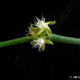 Cynanchum luteifluens (ex decaisneanum) (Madagascar) (large cutting) rare